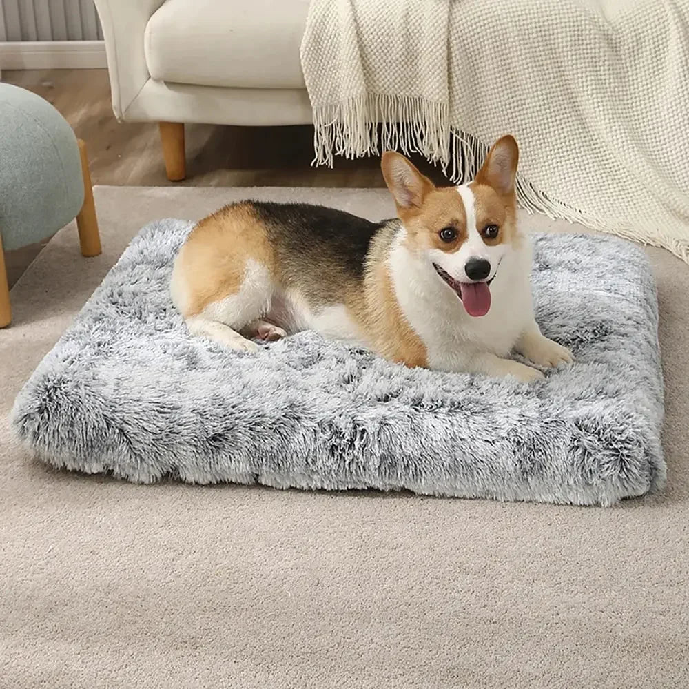 Orthopedic Foam Dog Bed