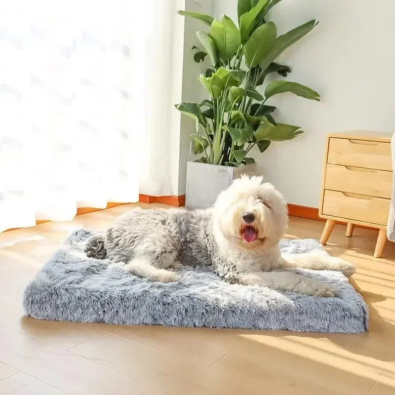 Orthopedic Foam Dog Bed