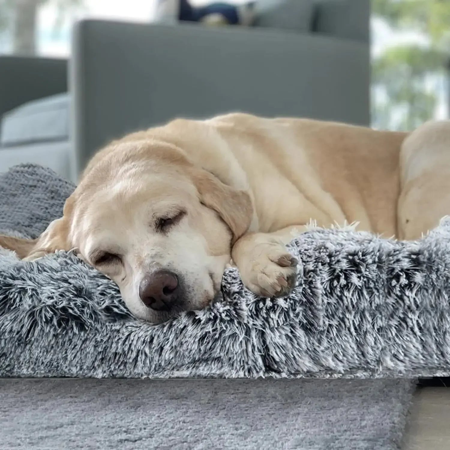 Orthopedic Foam Dog Bed